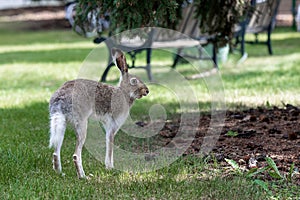 Gray American Hare Looking Surprised