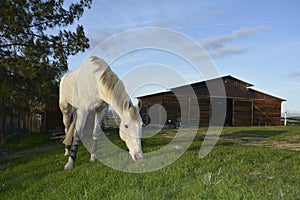 Gray American Quarter Horse eating lush green grass with blue sky and barn