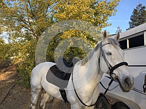 Gray american quarter horse gelding with horse trailer, trees and autumn colors