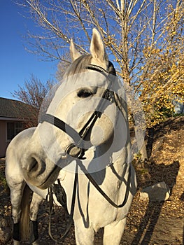 Gray american quarter horse gelding with horse trailer, trees and autumn colors