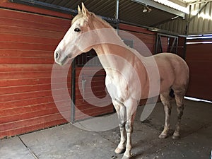 Gray american quarter horse gelding inside barn with rubber mats and cherry wood stalls photo