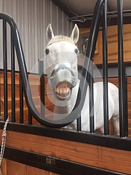 Gray american quarter horse gelding inside barn smiling for camera