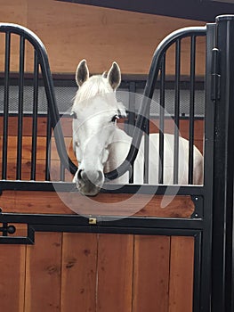 Gray american quarter horse gelding inside barn stall photo