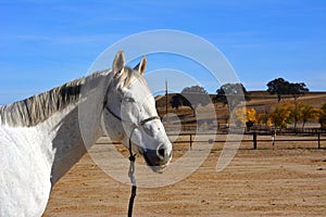 Gray american quarter horse gelding with oak trees and autumn colors
