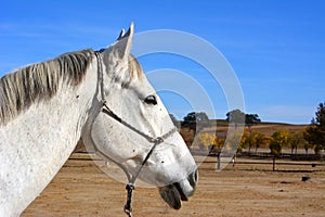 Gray american quarter horse gelding with oak trees and autumn colors photo