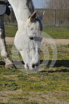 Gray American Quarter Horse grazing