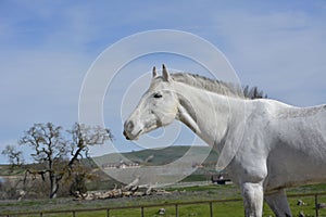 Gray American Quarter Horse with tree and barn photo