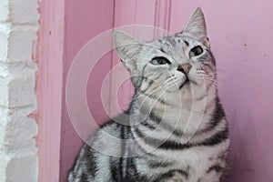 Gray american shorthair cat sitting and looking