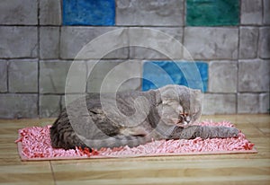 Gray American shorthair surprised cat or kitten funny face big e