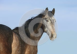 Gray Andalusian horse against blue winter sky