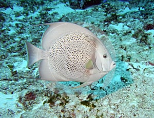 Gray angelfish