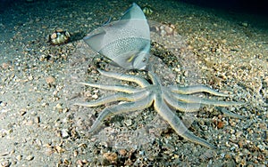 Gray Angelfish and Nine Arm Sea Star