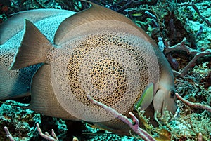 Gray Angelfish