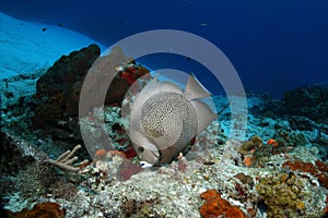 Gray Angelfish (Pomacanthus arcuatus) - Cozumel, M