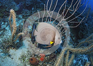 Gray Angelfish- Roatan, Honduras photo