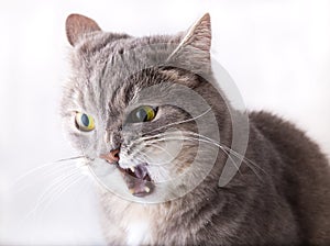 Gray angry cat with widely open mouth