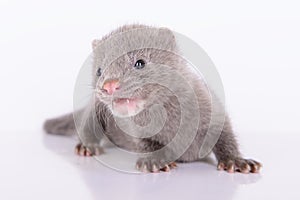 Gray animal mink