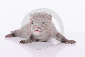 Gray animal mink