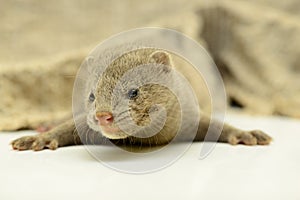 Gray animal mink