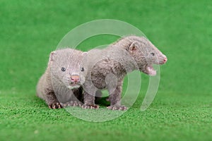 Gray animals mink