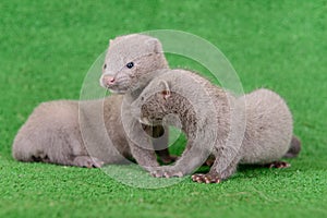 Gray animals mink