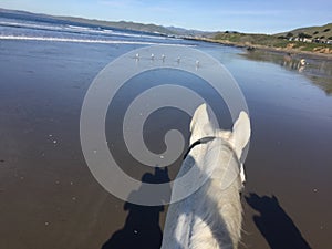 Gray horse on beach looking towards Cayucos, CA with seagulls photo