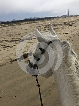 Gray horse on beach with foggy view of diablo canyon power plant in Morro Bay, California photo