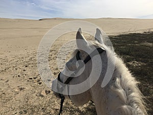 White horse alone in the sand dunes oceano, california photo