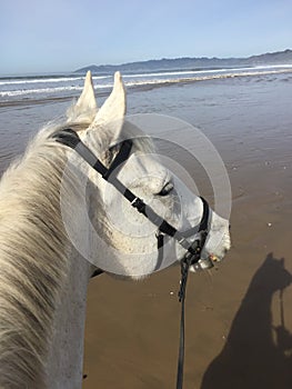 White horse and shadow at Pismo Beach, california photo