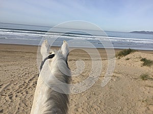 White horse at Pismo Beach, california photo
