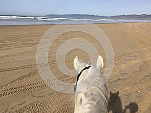 White horse at Pismo Beach, california photo