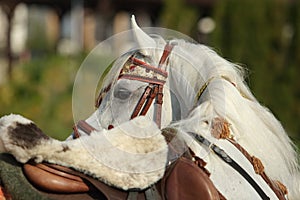 Gray arabian horse with traditional tack and saddle