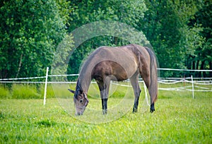 Gray arabian mare horse eating grass in green meadow in summer