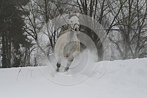 Gray Arabian stallion trotting on a cord on a snowy slope.