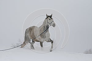 Gray Arabian stallion trotting on a cord on a snowy slope.
