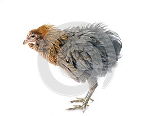 gray araucana chicken