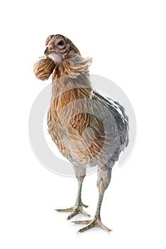 gray araucana chicken