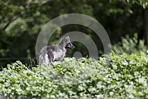 Gray Arctic Fox