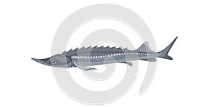 Gray Atlantic sturgeon. Predatory fish. Marine fauna. Sea and ocean life theme. Flat vector design