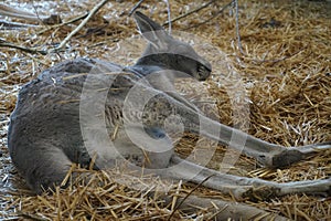 Gray Australian kangaroo on a January afternoon at the Belgorod Zoo photo