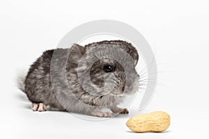 Gray Baby Chinchilla with Peanuts on white