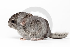 Gray Baby Chinchilla in Profile View on white