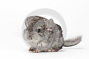 Gray Baby Chinchilla in Profile View on white