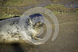 Gray Baby Seal looking in the camera