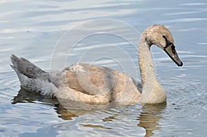 Gray baby swan on water