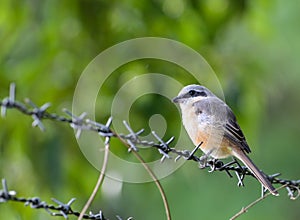 Gray-backed Shrike bird