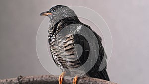 On a gray background, a lone yellow-mouthed cuckoo chick sits on a branch.