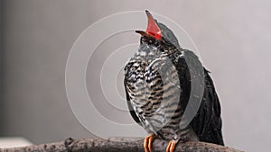 On a gray background, a lone yellow-mouthed cuckoo chick sits on a branch.