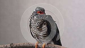 On a gray background, a lone yellow-mouthed cuckoo chick sits on a branch.