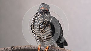 On a gray background, a lone yellow-mouthed cuckoo chick sits on a branch.